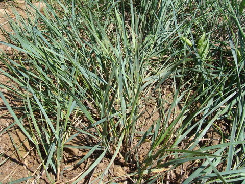 Elymus smithii (Rydb.) Gould resmi