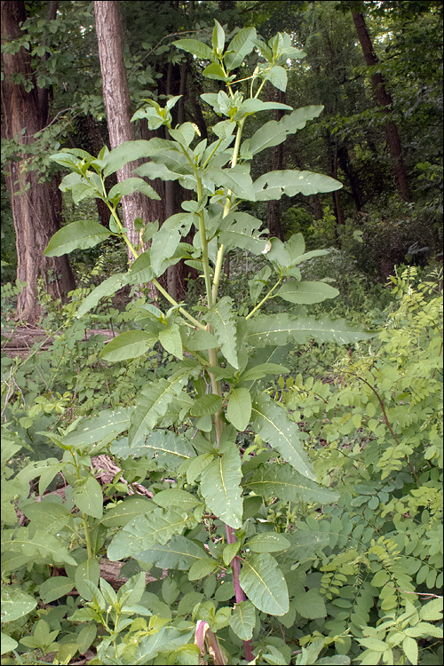 Imagem de Phytolacca americana L.