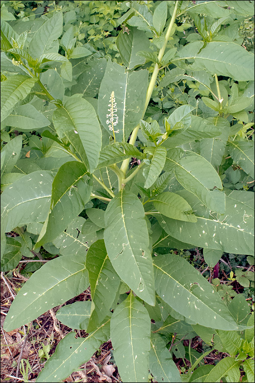 Image of American Nightshade