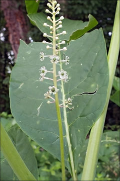 Image of American Nightshade