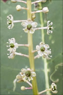 Image of American Nightshade