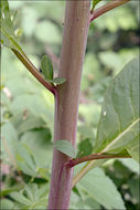 Image of American Nightshade