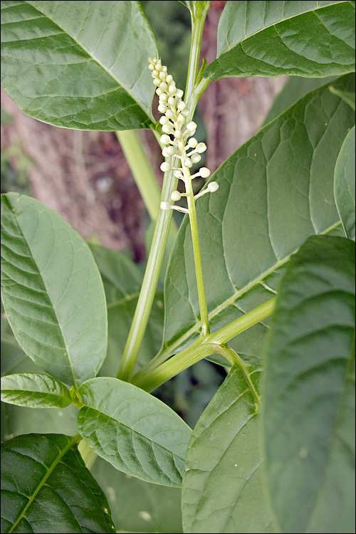 Imagem de Phytolacca americana L.