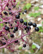 Image of Chinese angelica tree