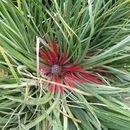 Image of <i>Fascicularia pitcairnifolia</i>