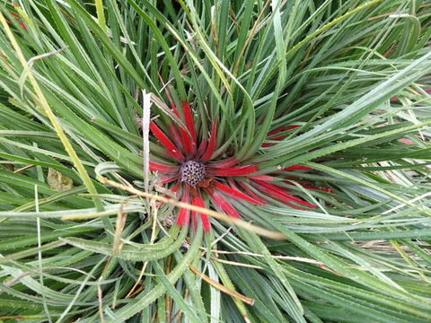 Image of <i>Fascicularia pitcairnifolia</i>