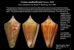 Image de Conus anabathrum Crosse 1865