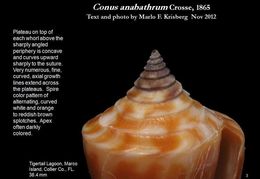 Image de Conus anabathrum Crosse 1865