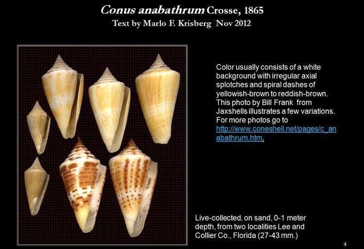 Image de Conus anabathrum Crosse 1865