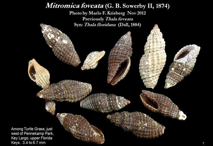 Sivun Mitromica foveata (G. B. Sowerby II 1874) kuva