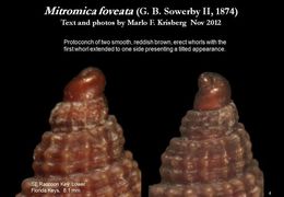 Sivun Mitromica foveata (G. B. Sowerby II 1874) kuva