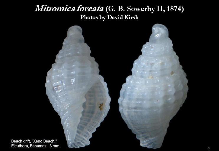 Sivun Mitromica foveata (G. B. Sowerby II 1874) kuva