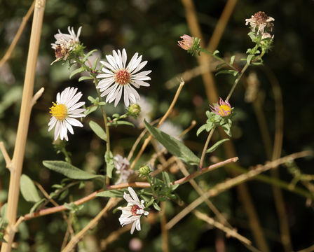 Symphyotrichum lanceolatum var. hesperium (A. Gray) G. L. Nesom的圖片