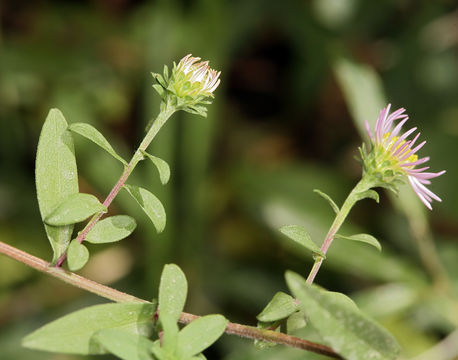 Plancia ëd Symphyotrichum lanceolatum var. hesperium (A. Gray) G. L. Nesom