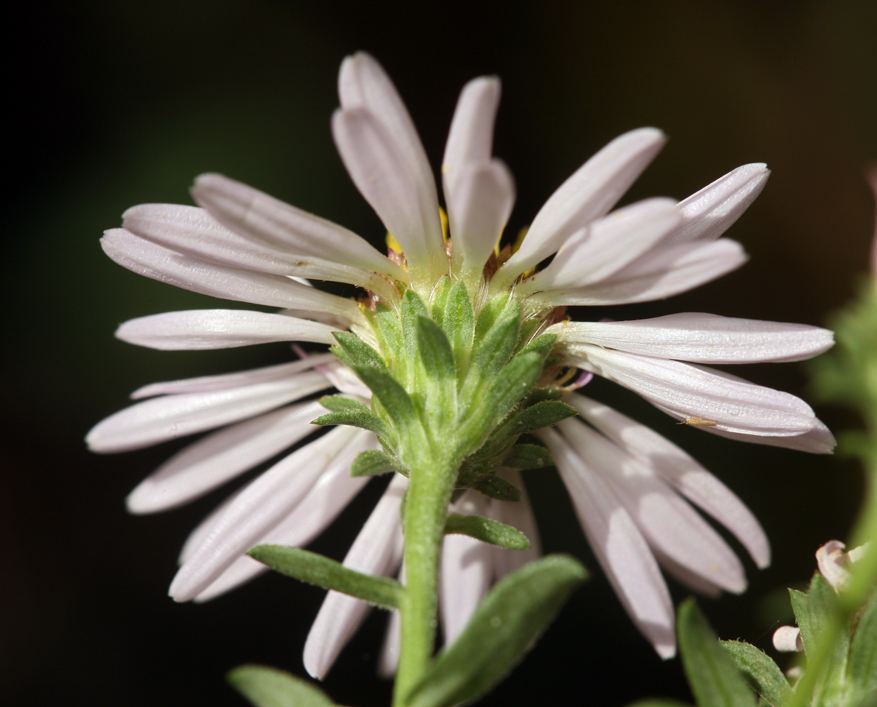 Plancia ëd Symphyotrichum lanceolatum var. hesperium (A. Gray) G. L. Nesom