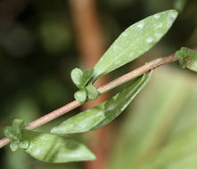 Image of white panicle aster