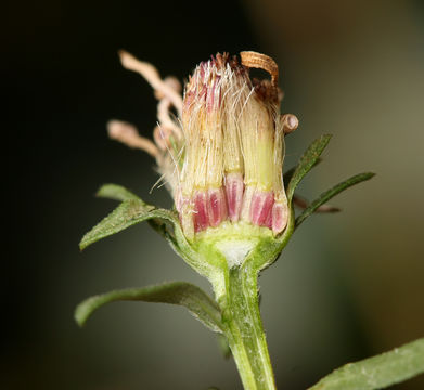 Image of white panicle aster