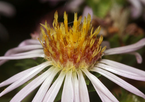 Plancia ëd Symphyotrichum lanceolatum var. hesperium (A. Gray) G. L. Nesom