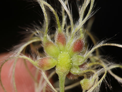 Image of western white clematis