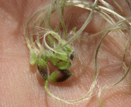 Image of western white clematis