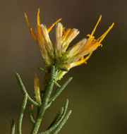 Ericameria teretifolia (Dur. & Hilg.) Jepson resmi