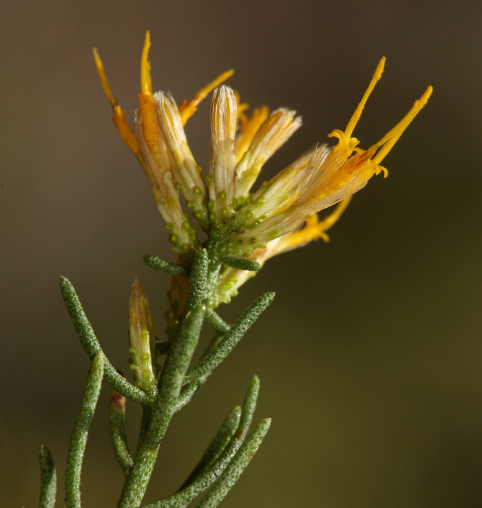 Image of green rabbitbrush