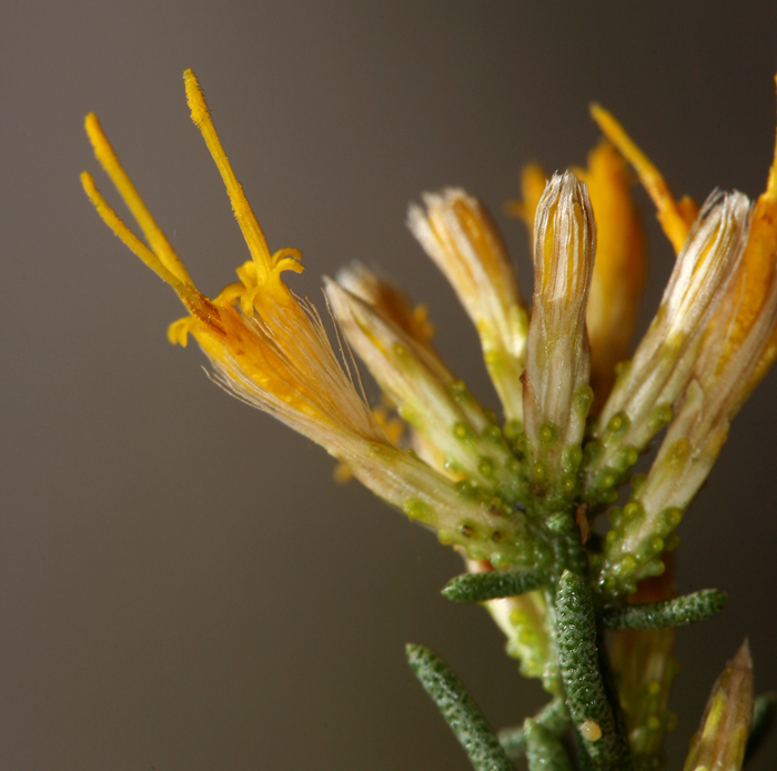 Ericameria teretifolia (Dur. & Hilg.) Jepson resmi