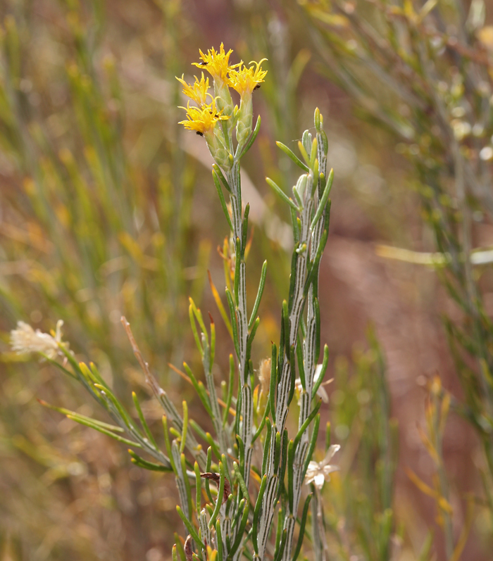 Image of Nevada broomsage