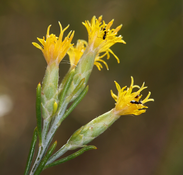 Image of Nevada broomsage