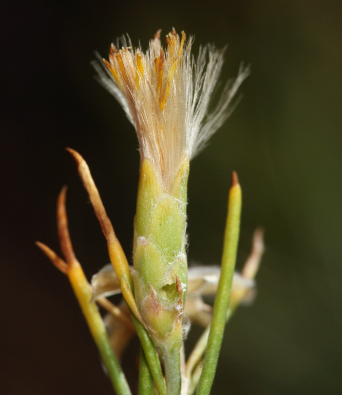 Image of Nevada broomsage