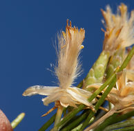 Image of Nevada broomsage