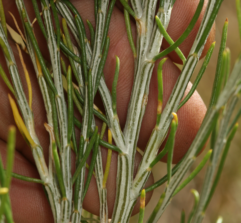 Image of Nevada broomsage