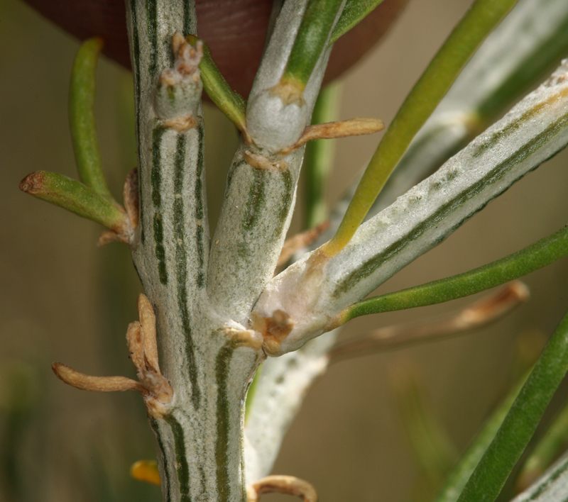 Image of Nevada broomsage