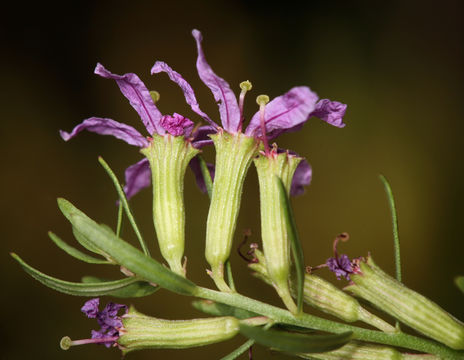 Plancia ëd Lythrum californicum Torr. & Gray