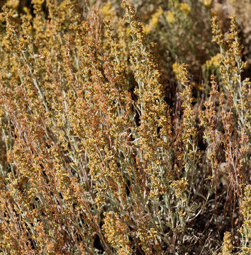 Image of black sagebrush