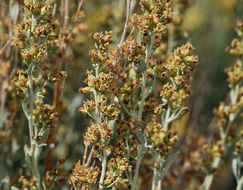 Image of black sagebrush