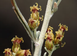 Image of black sagebrush