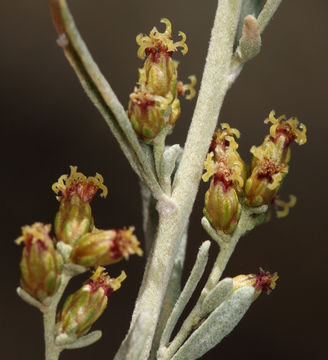 Image of black sagebrush