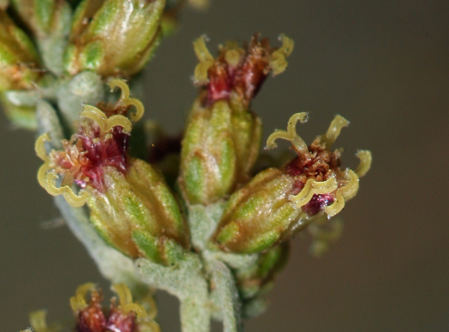 Image of black sagebrush