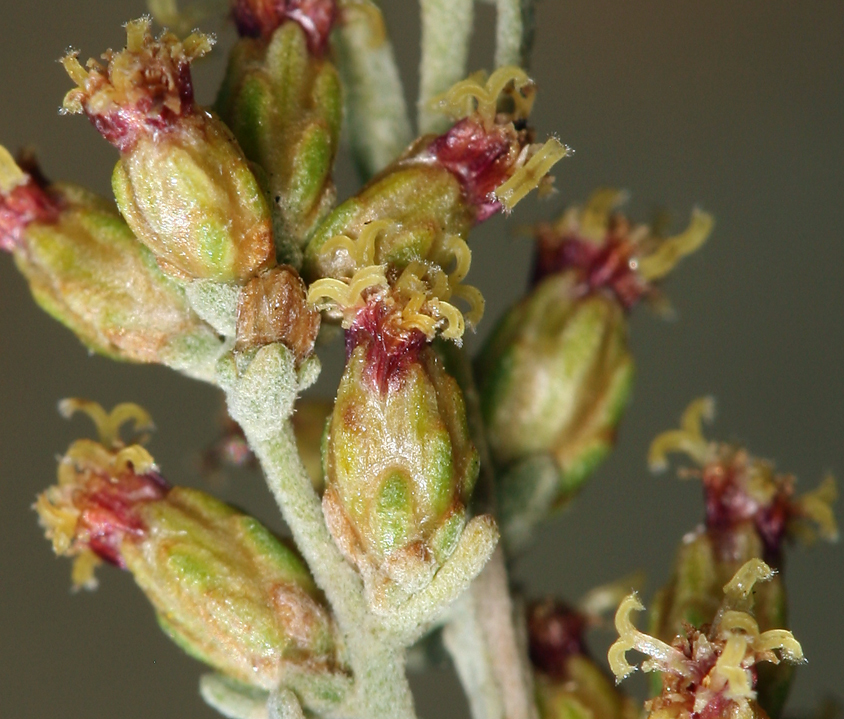 Image of black sagebrush