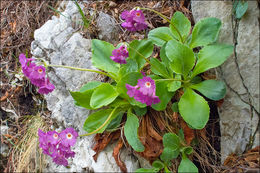 Image of <i>Primula</i> × <i>venusta</i>