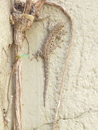 Sivun Lygodactylus stevensoni Hewitt 1926 kuva