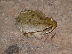 Image of African Red Toad