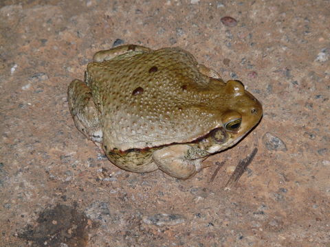 Image of African Red Toad