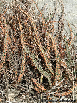 Image of Cochise scaly cloakfern