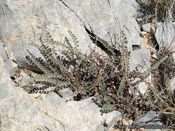 Image of Cochise scaly cloakfern