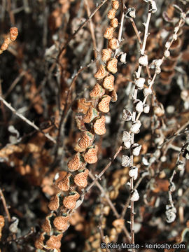 Image of Cochise scaly cloakfern