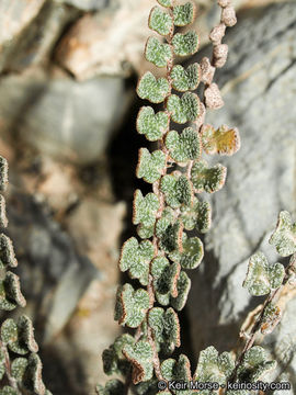 Image of Cochise scaly cloakfern