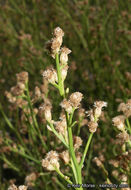 Image de Baccharis sergiloides A. Gray