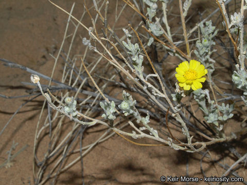 Image of woolly desert marigold